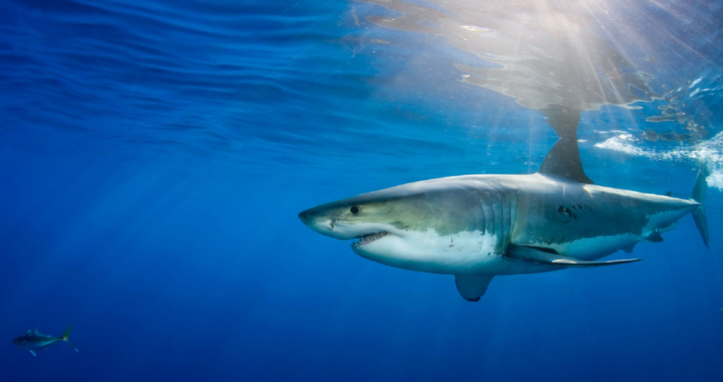 Sharks Use Earth’s Magnetic Fields To Find Their Way Home