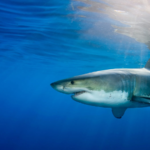 Sharks Use Earth’s Magnetic Fields To Find Their Way Home