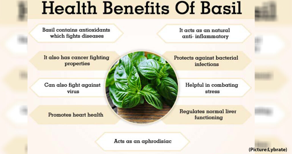 Enormous Benefits Of Basil