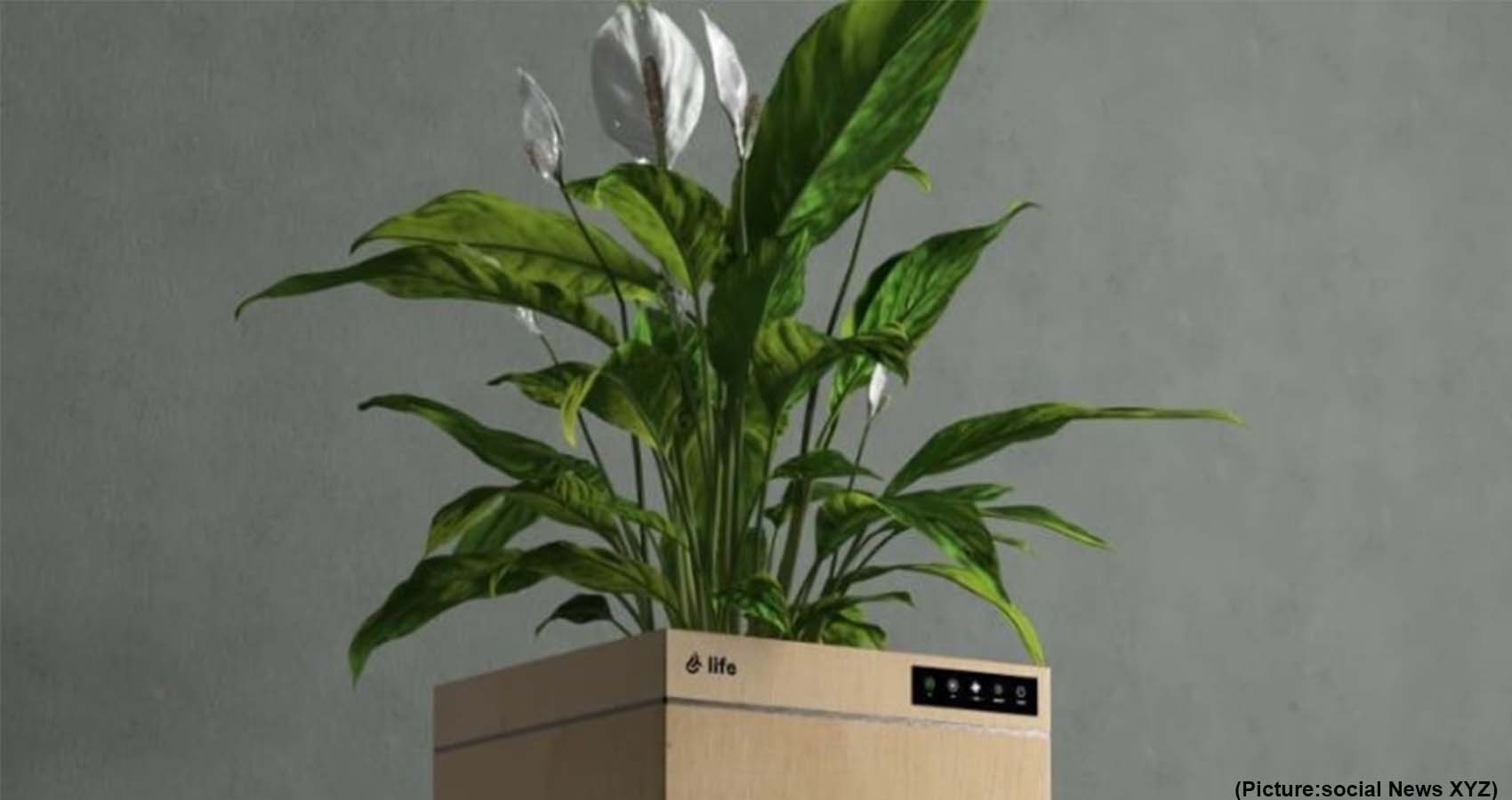 Students From India Develop Plant-Based Air Purifier