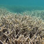 Climate Change Will Destroy Environments, Undermine Efforts To Protect Sea Life