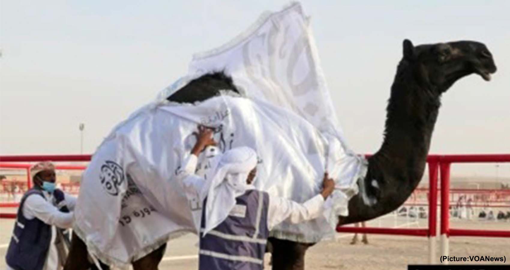 In UAE Desert, Camels Compete For Crowns In Beauty Pageant