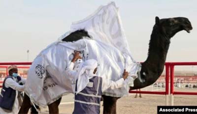 In UAE Desert, Camels Compete For Crowns In Beauty Pageant