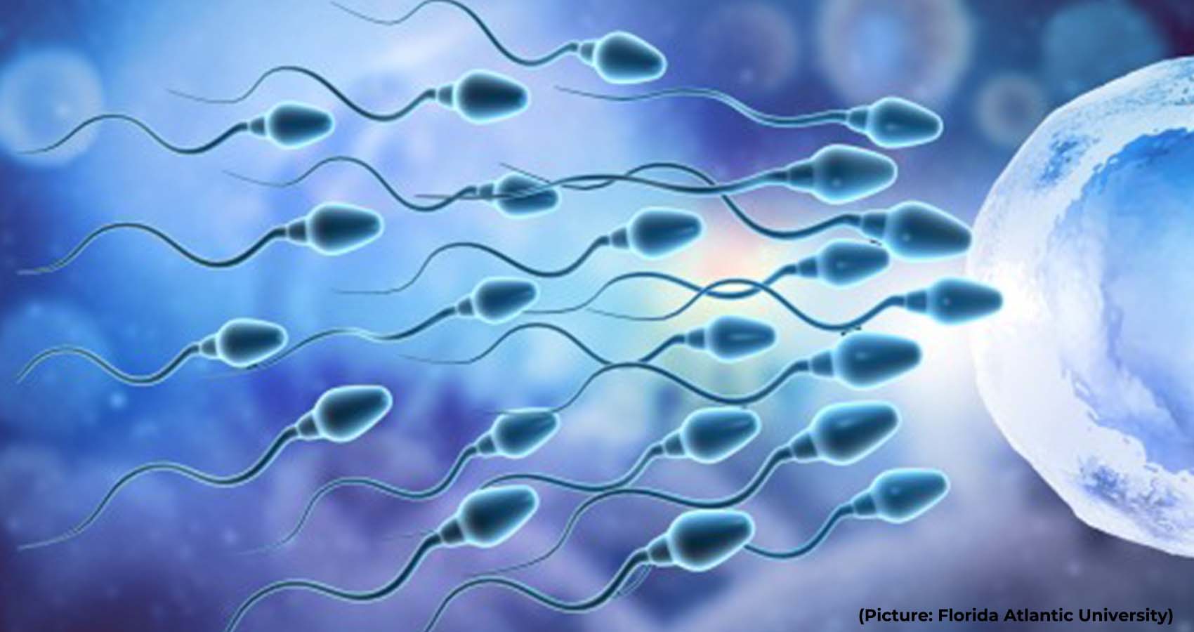New Device Helps Sperm to ‘Go Against the Flow’ Benefitting Those With Infertility