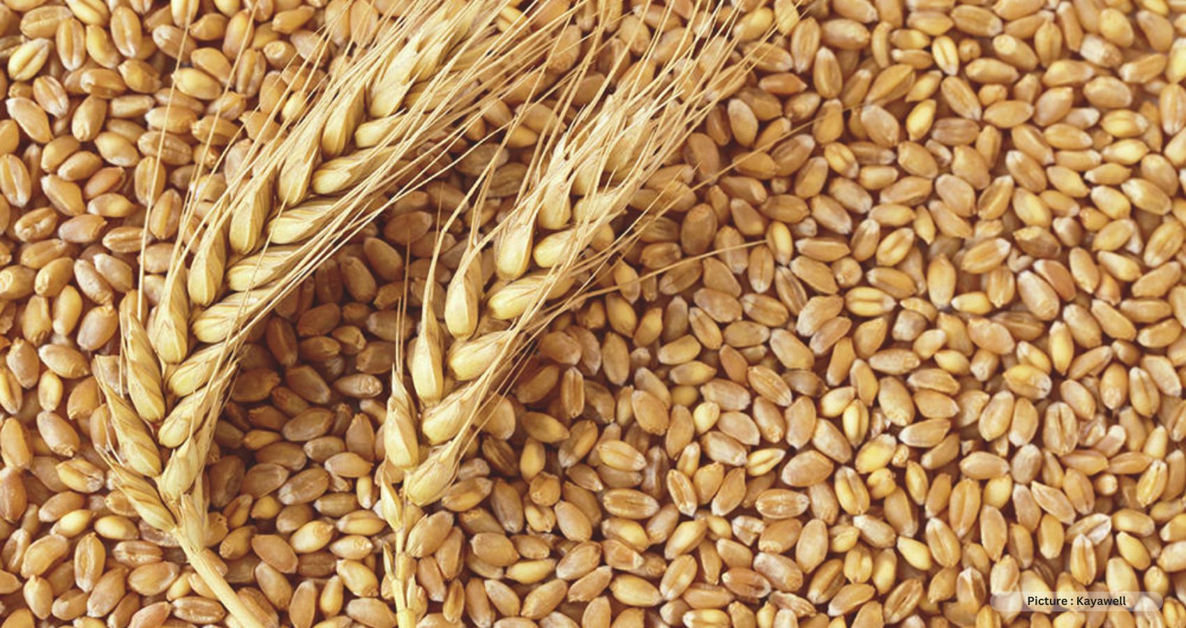 A New Variety of Wheat To Keep Diabetes, Obesity In Check