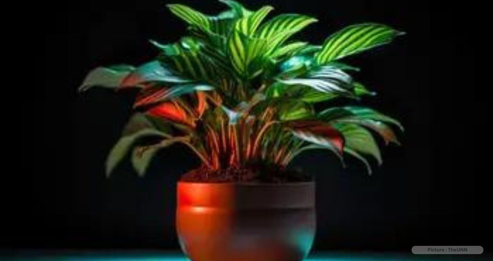 Plants Can Remove Cancer-Causing Toxins from Air