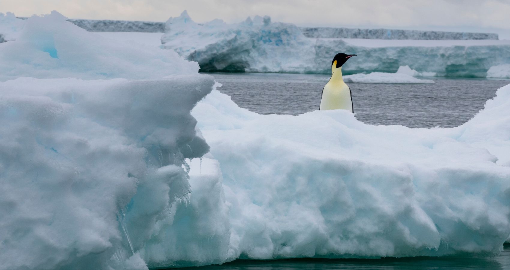 Loss Of Antarctic Ice Hurting Survival Of Emperor Penguin Chicks Biology Diagrams