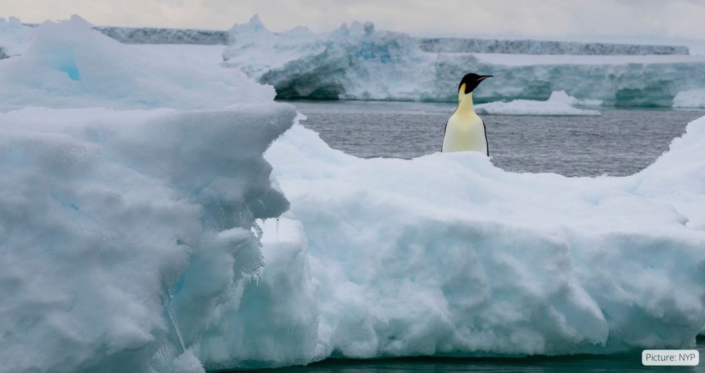 Loss Of Antarctic Ice Hurting Survival Of Emperor Penguin Chicks