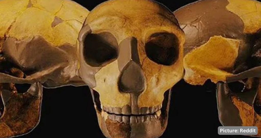 300,000-Year-Old Skull Found In China Unlike Any Early Human Seen Before