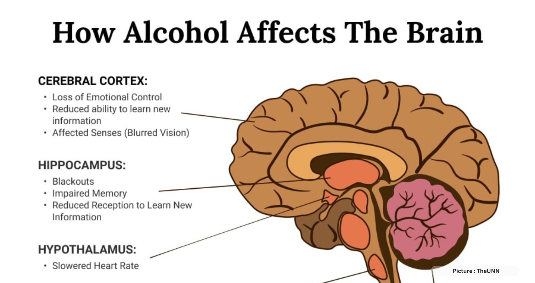 Alcohol’s Impact on Your Brain and Heart