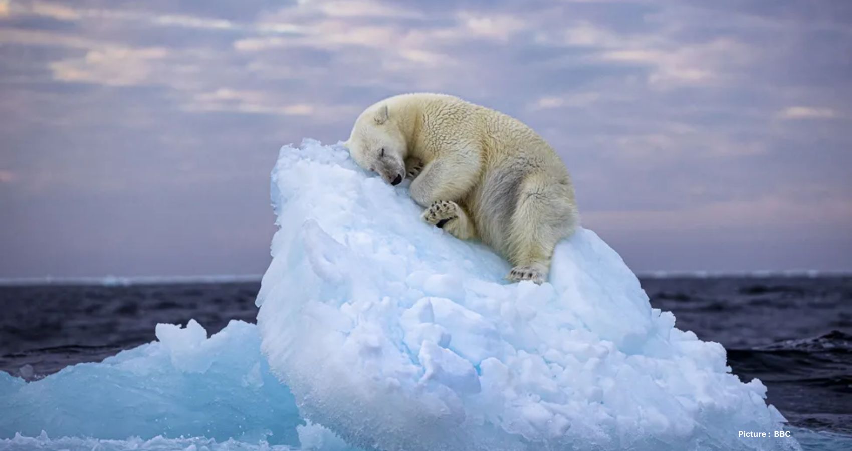Winning Wildlife: Polar Bear Slumber Image Clinches Photographer of the Year