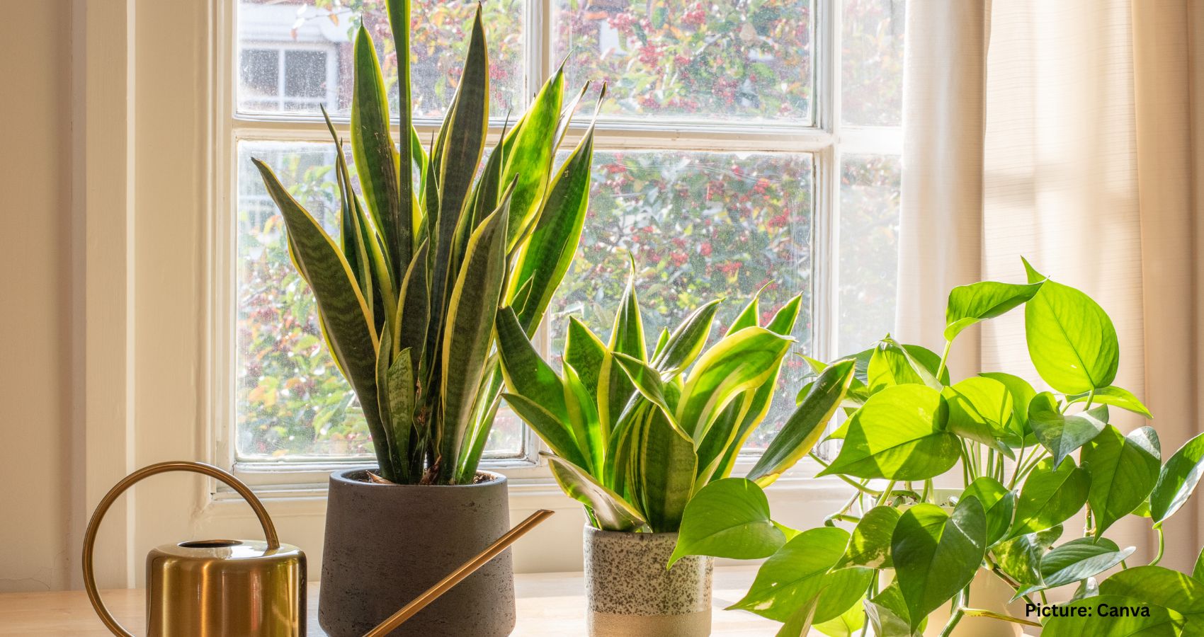 Featured & Cover Cool Your Home Naturally How Houseplants Can Help Beat the Summer Heat