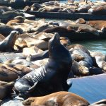 Feature and Cover Hundreds of Sea Lions Overtake California Beach Prompting Closure and Caution