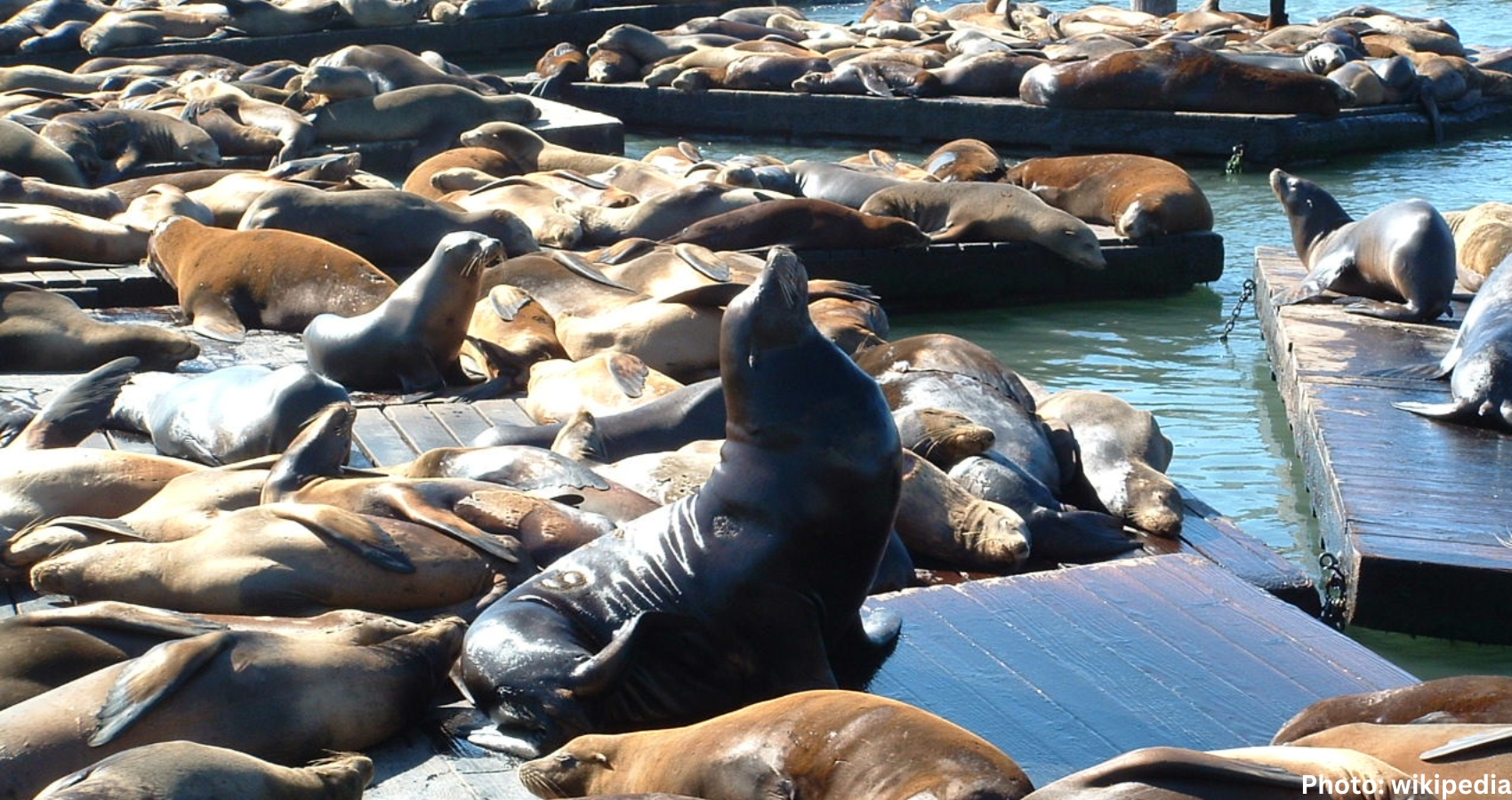 Hundreds of Sea Lions Overtake California Beach, Prompting Closure and Caution