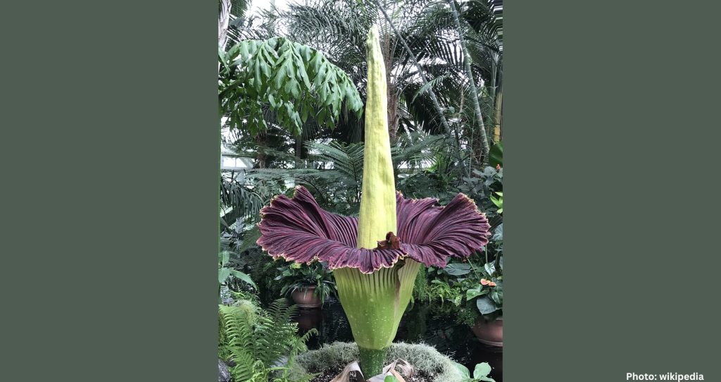 Rare “Corpse Flower” Blooms in Australia, Captivating Thousands Online