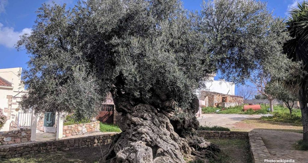 The Ancient Olive Tree of Vouves: A Testament to Time and Resilience