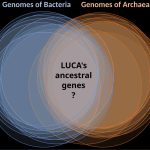 Feature and Cover Scientists Reconstruct LUCA The Ancient Microbe That Sparked All Life on Earth