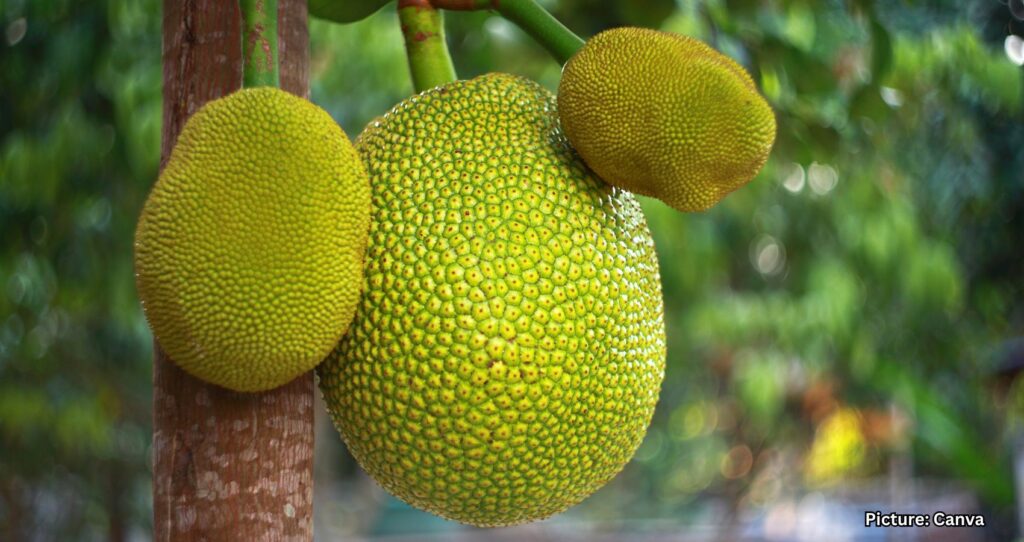 Featured & Cover Kerala’s Jackfruit From Backyard Staple to Global Superfood