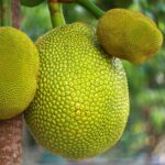 Featured & Cover Kerala’s Jackfruit From Backyard Staple to Global Superfood