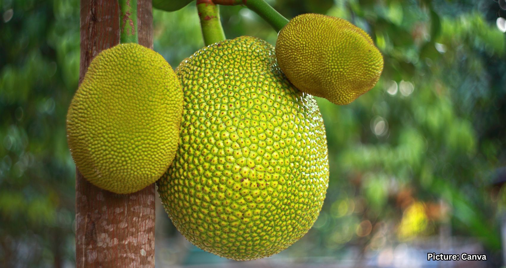 Featured & Cover Kerala’s Jackfruit From Backyard Staple to Global Superfood
