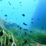 Featured & Cover UN Ocean Conference Ends with Promises and Pressure to Act Hopes Ride on Next Steps