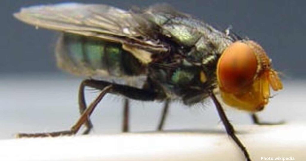 US Plans Aerial Release of Flies for Environmental Control