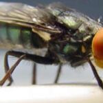 Feature and Cover US Plans Aerial Release of Flies for Environmental Control