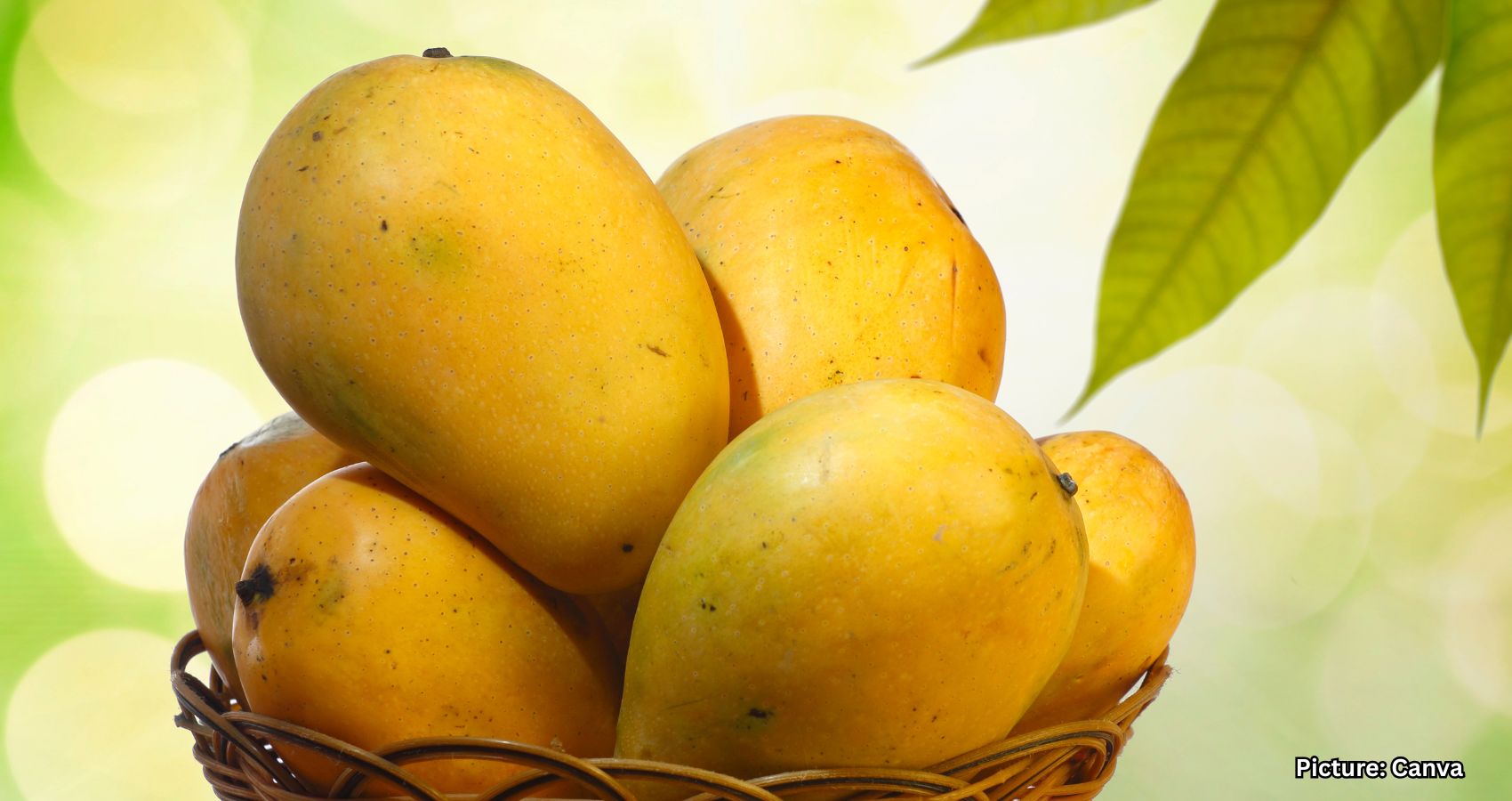Featured & Cover Eating Mangoes Regularly Effects on the Body
