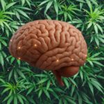 Featured & Cover Psychiatrist Explains Marijuana's Impact on Developing Brain