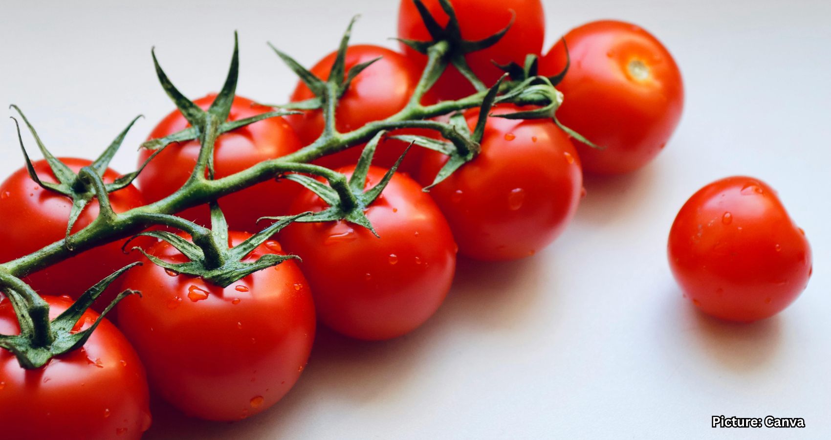US Imposes 17% Duty on Mexican Tomatoes to Aid Domestic Production