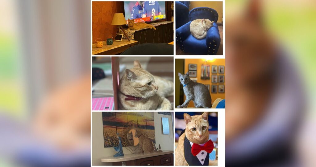 The Luckiest Girl On The Planet“My 21 Days of Hope: The story of my orange Indie cat who refused to be forgotten”