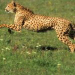 Feature and Cover Cheetah's 130 Kilometer Journey Challenges India's Wildlife Corridor System