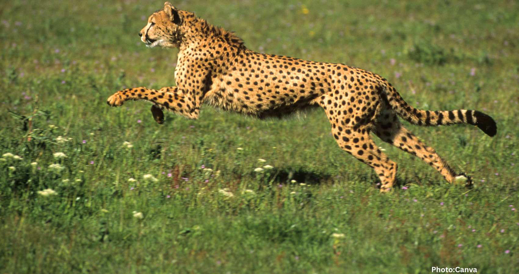 Feature and Cover Cheetah's 130 Kilometer Journey Challenges India's Wildlife Corridor System