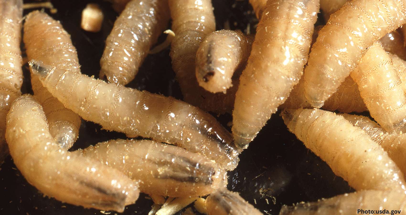 Flesh-Eating Parasite Case Reported in U.S. Traveler from Central America