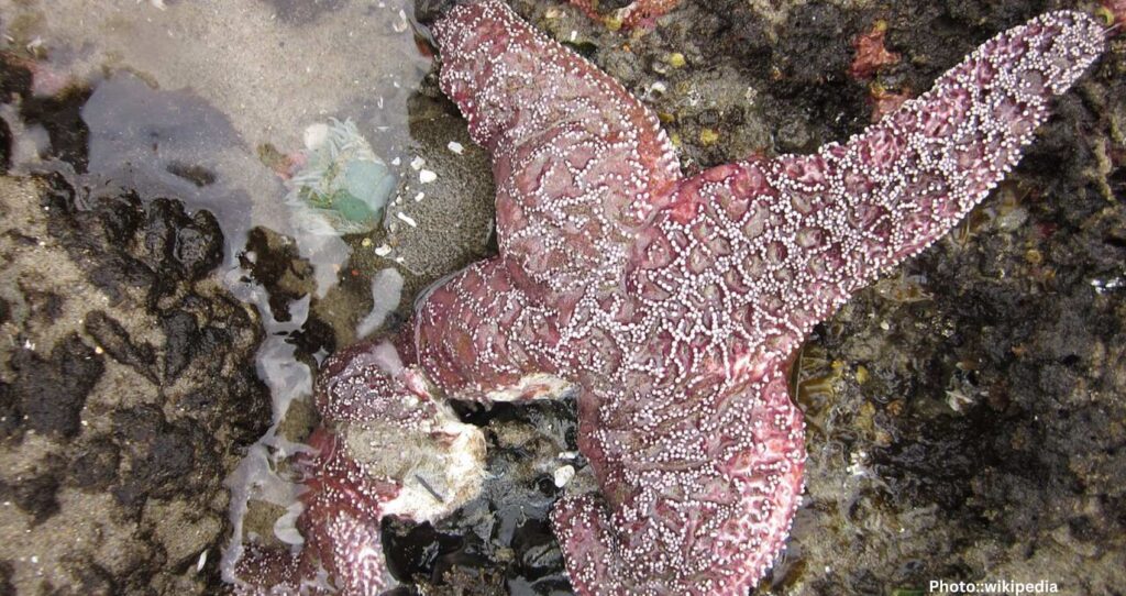 Scientists Solve Mystery of Sea Star Deaths