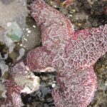 Feature and Cover Scientists Solve Mystery of Sea Star Deaths