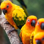 Feature and Cover Study Examines Effects of Heat Extremes on Tropical Bird Populations