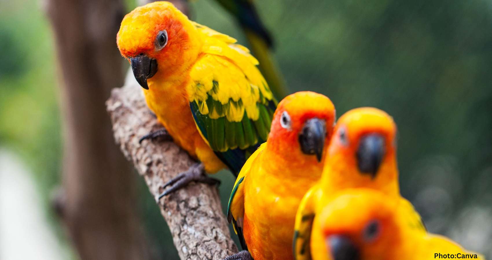 Study Examines Effects of Heat Extremes on Tropical Bird Populations