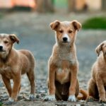 Feature and Cover Virginia Tech Study Reveals Dogs Can Detect Invasive Lanternflies