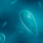 Featured & Cover Brain Eating Amoeba Infection Claims Life of Missouri Patient