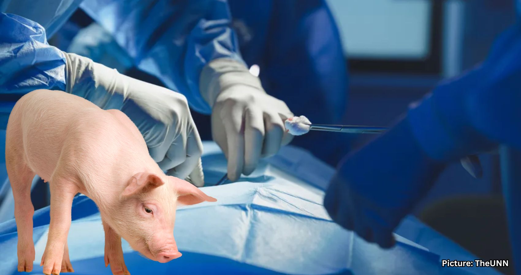 Man Undergoes First Pig Lung Transplant in Historic Medical Breakthrough