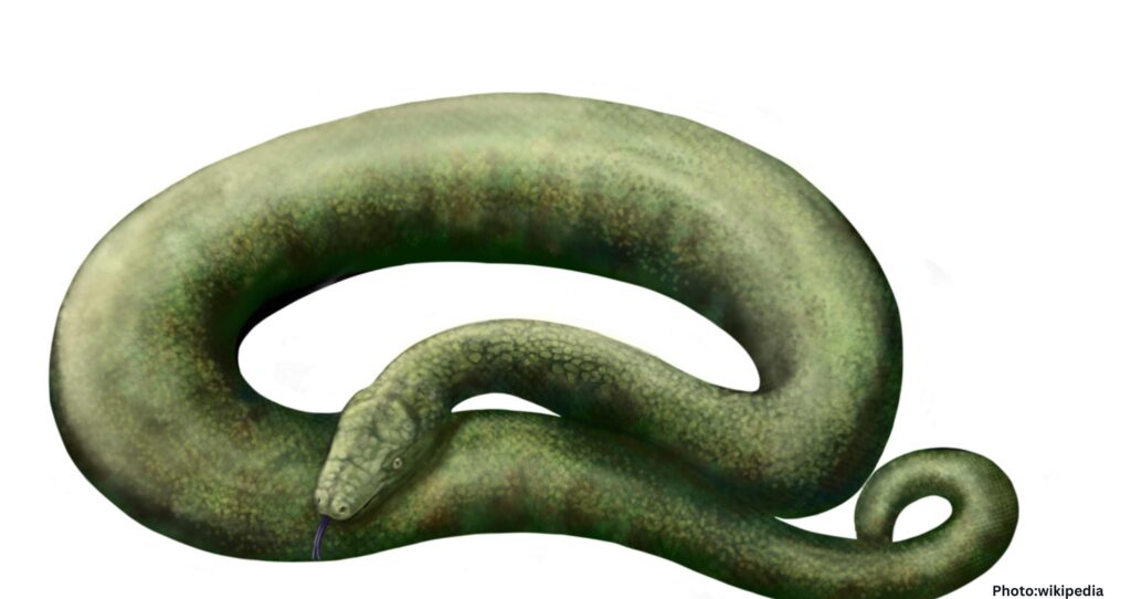 Eight Fascinating Facts About Vasuki Indicus, India’s Prehistoric Snake