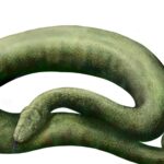 Feature and Cover Eight Fascinating Facts About Vasuki Indicus India's Prehistoric Snake