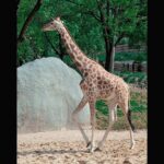 Feature and Cover Not All Giraffes Are Identical Four Distinct Species Identified