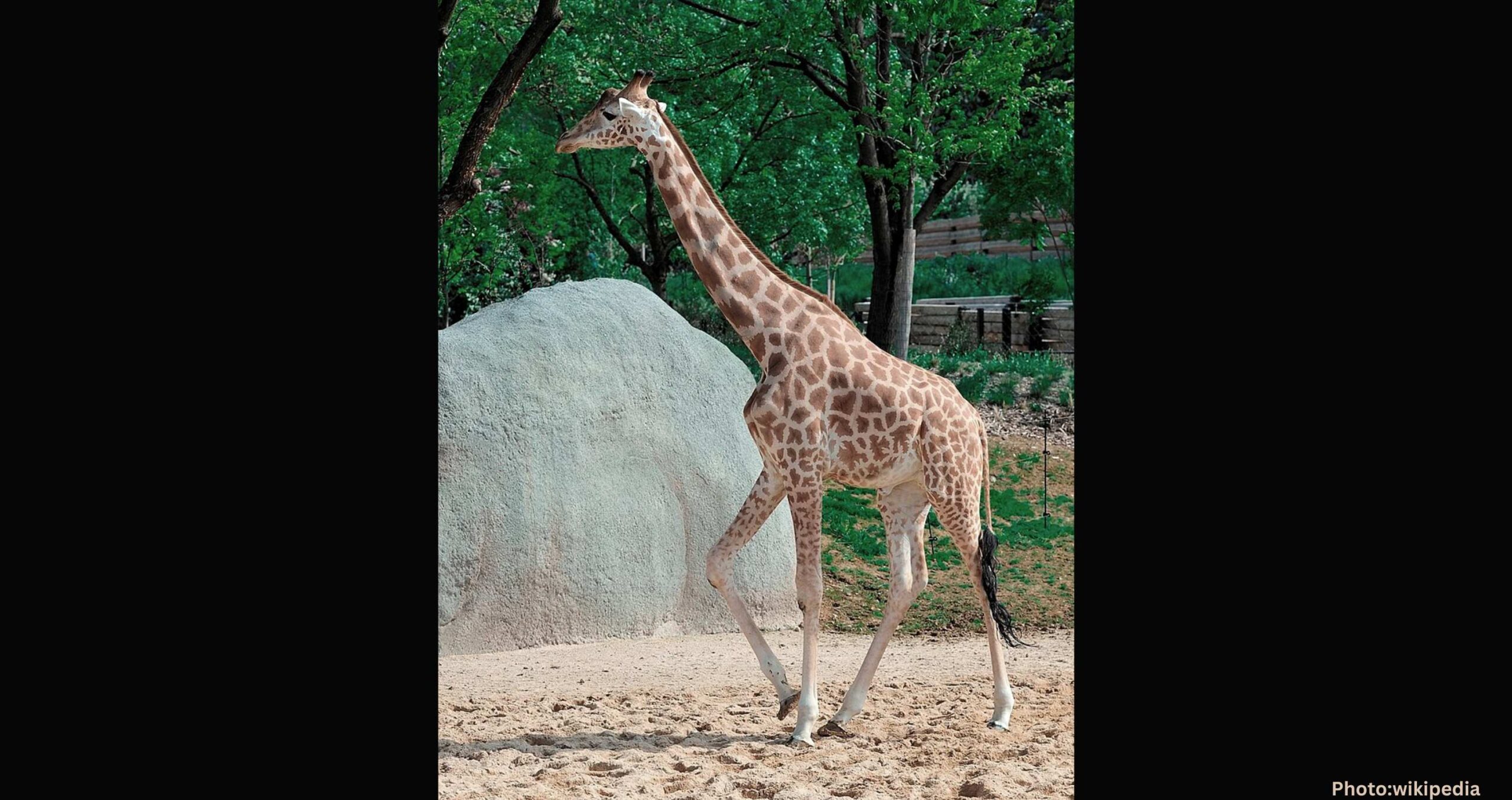 Feature and Cover Not All Giraffes Are Identical Four Distinct Species Identified