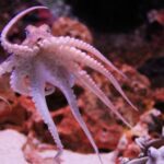 Feature and Cover Rare Sighting of Octopus Riding Shark Captured on Camera
