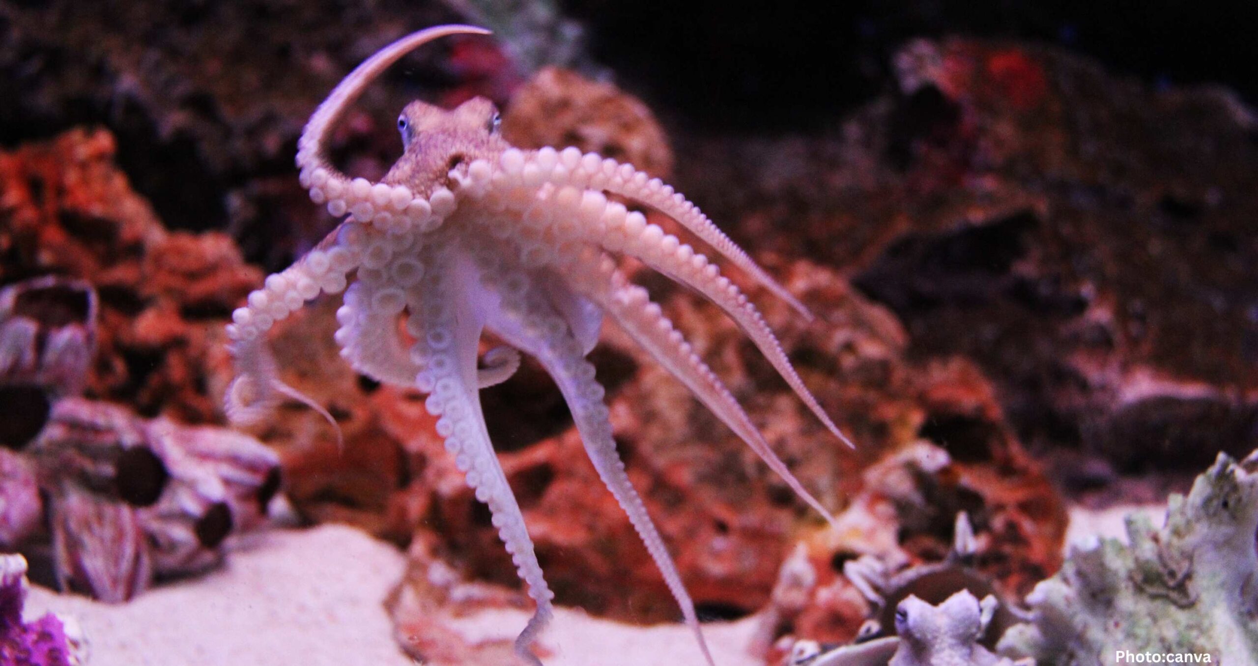 Feature and Cover Rare Sighting of Octopus Riding Shark Captured on Camera
