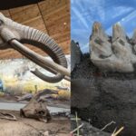 Featured & Cover Complete Mastodon Jaw Discovered in New York Homeowner's Backyard