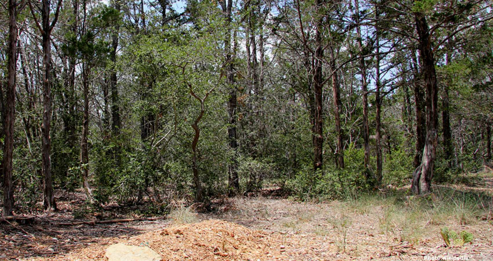 Feature and Cover Green Goodbyes The Rise of Eco Friendly Burials Among Indian Americans