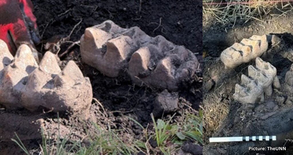Complete Mastodon Jaw Discovered in New York Homeowner’s Backyard